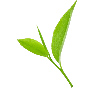 Rukuriri%20Tea%20Factory%20Company%20Limited